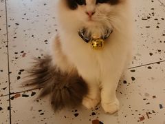 -喵喵咪呀布偶猫咖(春熙路店)