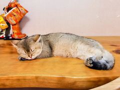 -浅草猫吧猫咖 购宠桌游 约会社交(红鼎国际名苑店)