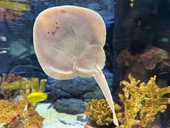 -上海海洋水族馆