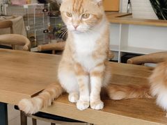 -平行世界·猫咖(首经贸店)