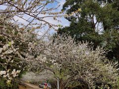 -广州市流溪河国家森林公园