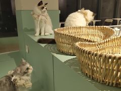 -怪兽屋·羊驼·猫咖·狗咖(俊华广场店)