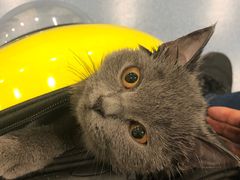 -瑞鹏宠物医院·爱宠堂·骨外专科(西荷分院)