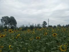 -洪湖家庭农场·团建·露营·会议