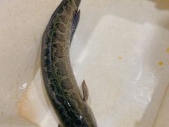 -九寨沟石锅鱼(沣峪口二十年店)