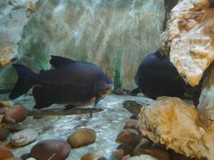 -东方巨龟苑景区