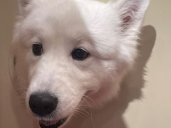 -和它·交个朋友·狗咖猫咖(爱琴海店)