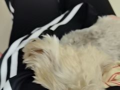 -美联众合动物医院·24h京西诊疗中心