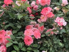 -人民公园(罗湖区)