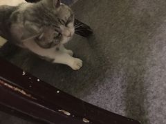 -猫色咖啡·猫咖