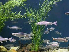-瑞普利水族馆