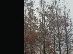 -重庆彩云湖湿地公园