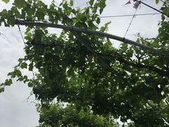 -白鹿原葡萄主题公园