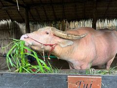 -四季酒店下午茶