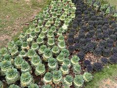 -云溪植物园