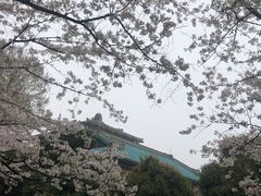 -武汉大学-樱园