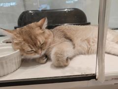 -babydoll猫舍·米努特·德文·缅因(久光中心店)