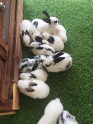 -萌宠亲子动物乐园(槐房万达店)