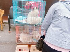 -哈尔滨道外花鸟鱼市场