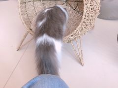 -飞行喵MR PILOT|猫舍·猫咖(静安大融城店)