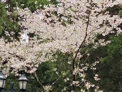 -武汉大学-樱园