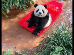-海南热带野生动植物园