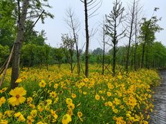 -溱湖国家湿地公园