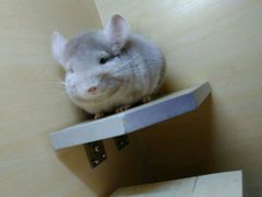 -雨林宠物医院 非犬猫异宠专科