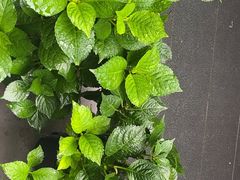 -阿伟海鲜楼·福建菜(涵江店)