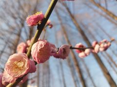-新虹桥中心花园
