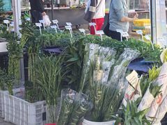 -中环花鸟鱼虫市场