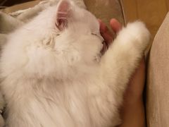 -猫大福·Fortune Cat猫舍(百子湾店)