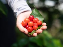 -樱桃山旅游景区