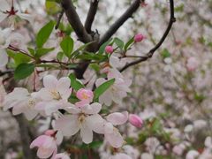 -洛阳市隋唐城遗址植物园