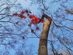 -秋霞圃