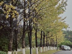 -铁山坪森林公园