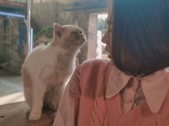 -more than meow吴止猫主题餐厅(承德 中船汇店)