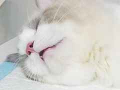 -博特宠物医院24h犬猫全科.骨科·异宠