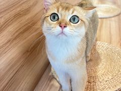 -春莱·老挝冰咖啡·泰式奶茶(柯桥万达店)