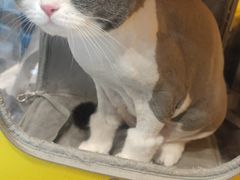 -PETKIT 小佩宠物·低压洗护·美容·寄养(安远店)