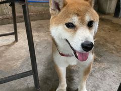 -柴犬高等学院·狗咖·柴犬售卖·宠物训练