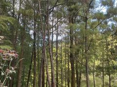 -深圳仙湖植物园