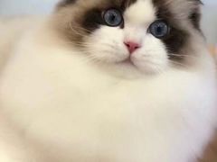 -Bastet sally猫舍购宠(静安店)