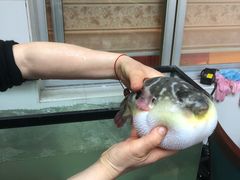 -长顺河豚馆(江洲东路)