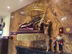 -more than meow吴止猫主题餐厅(承德 中船汇店)