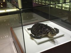 -青岛贝壳博物馆
