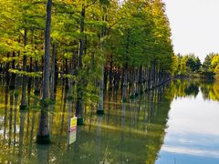 -泗洪洪泽湖湿地景区