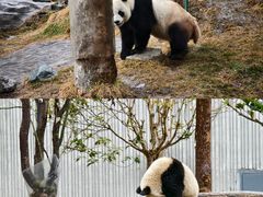 -卧龙中华大熊猫苑神树坪基地