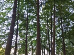 -新江湾城公园
