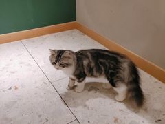 -飞行喵MR PILOT|猫舍·猫咖(静安大融城店)
